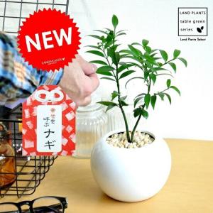 タイワンモミジ（ポリシャス） 10号 観葉植物 ポリシャス 台湾モミジ
