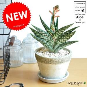多肉植物：アロエ ディスコイングシー×千代田錦 千代姫*幅4.5cm