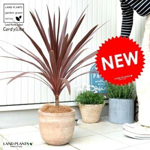 ブライトスター ユッカ・グロリオサ ポット苗 耐寒性南欧風プランツ