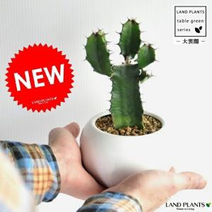 日本花キ流通 caサボテン スーパームーン 登録品種 送料無料 4号鉢