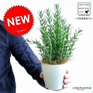 ピセア プンゲンス ホプシー 【花木苗 8号／1個売り】 : shopooo by