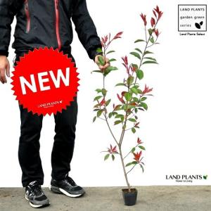 庭木：西洋ベニカナメ（レッドロビン）* 樹高約150cm 全高約170cm