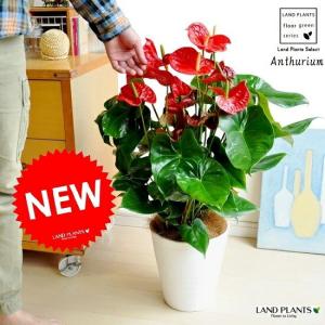 ストレリチア オーガスタ 極楽鳥花 3株植え 7号鉢 観葉植物 : お花処