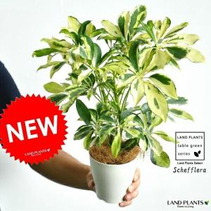 シェフレラ（斑入り：バリエガータ） 白色 プラスチック鉢 4号 斑入りカポック・Schefflera・フカノキ・ホンコンカポック　苗・苗木・敬老の日・ポイント消化・