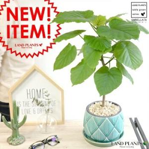 カシワバゴム（フィカス・リラータ）斑入り 3号ポット Ficus lyrata