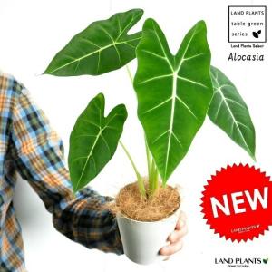 アロカシア アマゾニカ ミント バリエガータ 斑入り Alocasia x