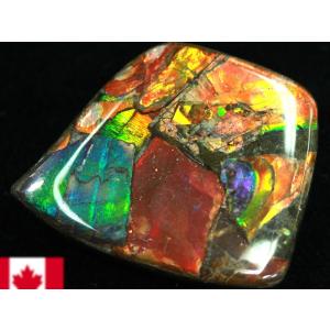 希少種☆三葉虫 アカンソピゲ 超レア！ : 化石・鉱物専門店Fossils