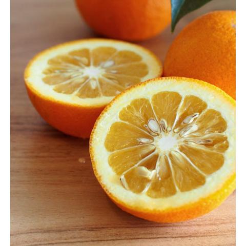 有機だいだい【４ｋｇ】