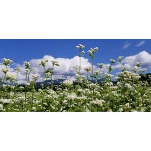 茨城県産常陸太田市★【茨城県こだわりの逸品　伊勢又】常陸秋そば・石臼挽き  5本