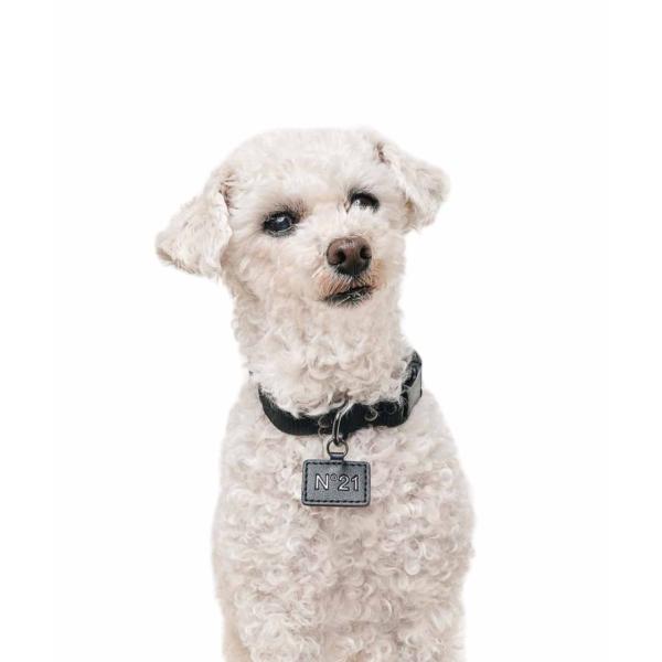 【N21】 COLLAR+LEASH - BLACK