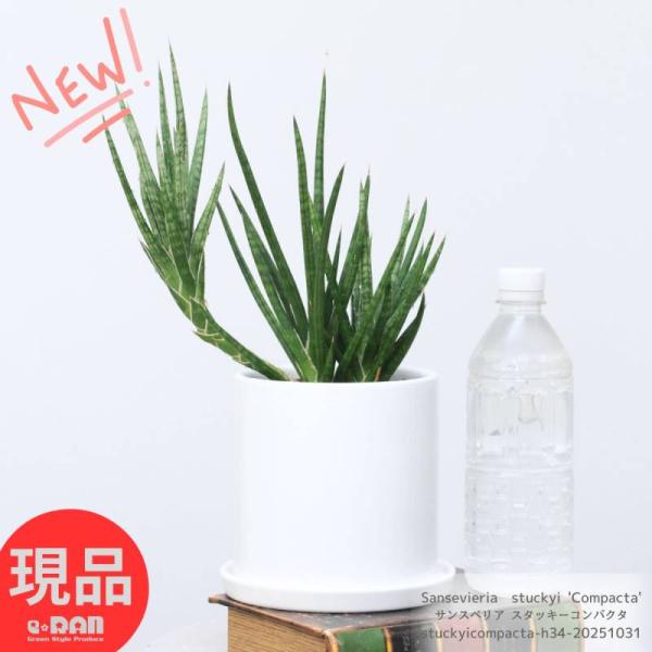 多肉植物 サンスベリア スタッキーコンパクタ  高さ約34cm 陶器鉢 4.5号サイズ 希少 ガーデ...
