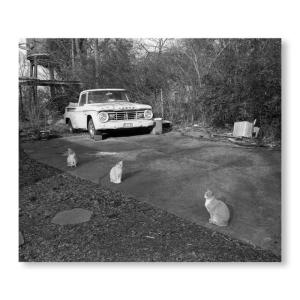 【限定版】LOW FI CATS ローファイ ...の詳細画像5