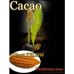[チョコレートの木]テオブロマ・カカオ(Theobroma cacao)苗[ジャイアント・イエロー]