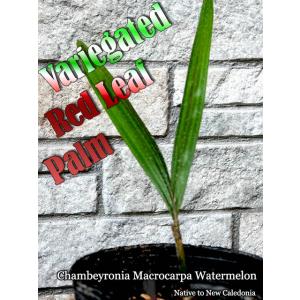 Chambeyronia Macrocarpa Watermelon(レッドリーフパーム・ウォーターメロン)苗