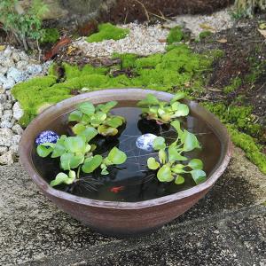 17号コゲひねり水鉢　信楽焼　金魚鉢、メダカ鉢にお勧め　陶器手水鉢 ［su-0168］