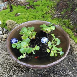 17号コゲひねり水鉢 信楽焼 金魚鉢、メダカ鉢...の詳細画像2