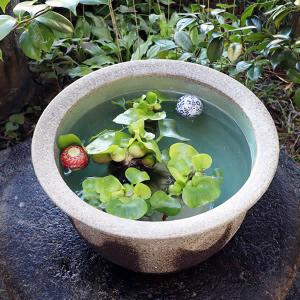 15号灰釉水鉢 信楽焼 金魚鉢、メダカ鉢にお勧...の詳細画像2