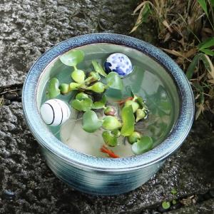 10号みなも睡蓮鉢 信楽焼 金魚鉢、メダカ鉢に...の詳細画像1