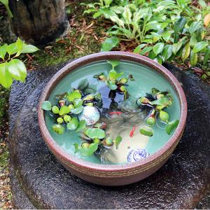 13号窯肌ボール型水鉢 信楽焼 金魚鉢、メダカ...の詳細画像2