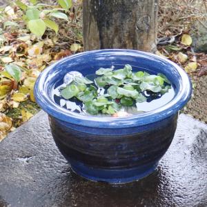 13号ナマコ千段水鉢　信楽焼　金魚鉢、メダカ鉢にお勧め　［su-0133］