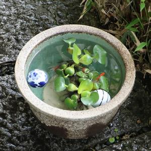 10号灰流し睡蓮鉢 信楽焼 金魚鉢、メダカ鉢に...の詳細画像1