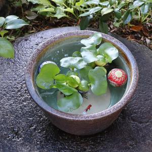 11号窯肌水鉢 信楽焼 金魚鉢、メダカ鉢にお勧...の詳細画像2