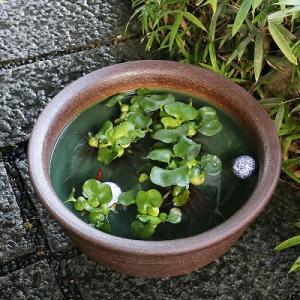 18号ケズリ鈴型水鉢 信楽焼 金魚鉢、メダカ鉢...の詳細画像2