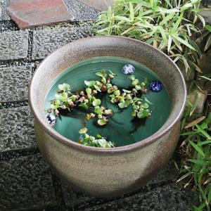 20号天水型大型サイズ水鉢 信楽焼 金魚鉢、メ...の詳細画像2