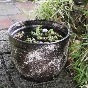 黒窯肌　天水型大型サイズ水鉢　信楽焼　金魚鉢、メダカ鉢にお勧め　すいれん鉢　特大サイズ　［su-0228］