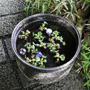 黒窯肌 天水型大型サイズ水鉢 信楽焼 金魚鉢、...の詳細画像2