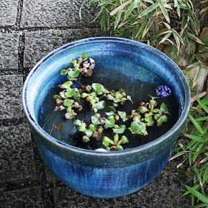 青窯変 天水型大型サイズ水鉢 信楽焼 金魚鉢、...の詳細画像2