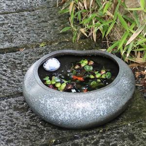 13号窯肌水鉢　信楽焼　金魚鉢、メダカ鉢にお勧め　陶器　めだか鉢　スイレン鉢　［su-0179］