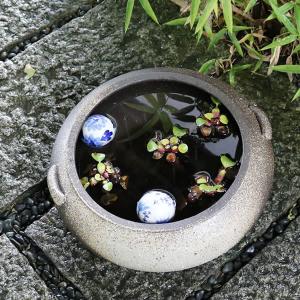 13号滋水鉢 信楽焼 金魚鉢、メダカ鉢にお勧め...の詳細画像2