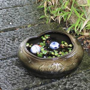 13号窯肌水鉢　信楽焼　金魚鉢、メダカ鉢にお勧め　陶器　めだか鉢　スイレン鉢　［su-0237］