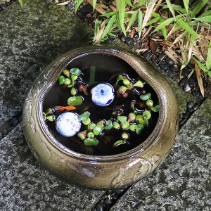 13号窯肌水鉢 信楽焼 金魚鉢、メダカ鉢にお勧...の詳細画像2