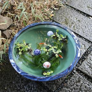 20号ナマコ色水鉢 信楽焼 金魚鉢、メダカ鉢に...の詳細画像2