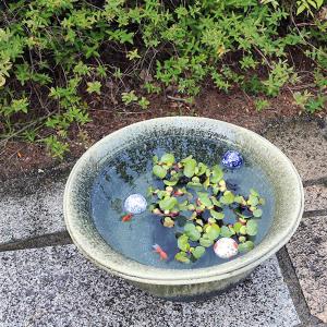 20号手ひねり水鉢 信楽焼 金魚鉢、メダカ鉢に...の詳細画像2