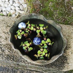 窯肌手ひねり水鉢 信楽焼 金魚鉢、メダカ鉢にお...の詳細画像2