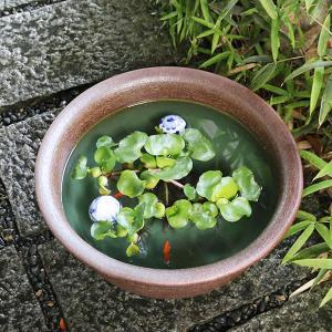 16号ケズリ鈴型水鉢 信楽焼 金魚鉢、メダカ鉢...の詳細画像2