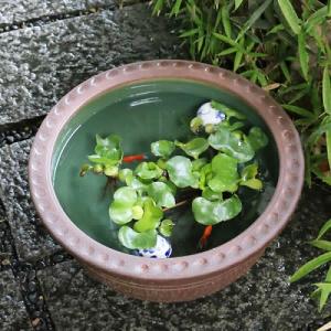 16号トチリ碗型水鉢 信楽焼 金魚鉢、メダカ鉢...の詳細画像2