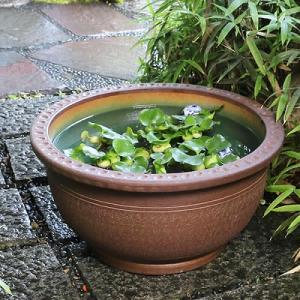20号トチリ碗型水鉢　信楽焼　金魚鉢、メダカ鉢にお勧め　大型水鉢　［su-0007］