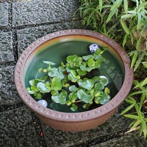20号トチリ碗型水鉢 信楽焼 金魚鉢、メダカ鉢...の詳細画像2
