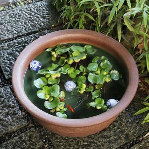 20号ケズリ鈴型水鉢 信楽焼 金魚鉢、メダカ鉢...の詳細画像2