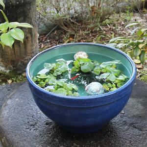 13号ナマコ色水鉢　信楽焼　金魚鉢、メダカ鉢にお勧め　陶器スイレン鉢　手水鉢　めだか鉢［su-0252］