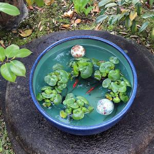 13号ナマコ色水鉢 信楽焼 金魚鉢、メダカ鉢に...の詳細画像2