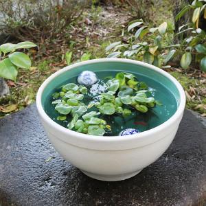 13号白カスミ水鉢　信楽焼　金魚鉢、メダカ鉢にお勧め　陶器スイレン鉢　手水鉢　めだか鉢［su-0253］