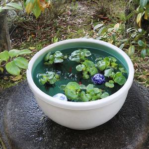 15号白カスミ水鉢　信楽焼　金魚鉢、メダカ鉢にお勧め　陶器スイレン鉢　手水鉢　めだか鉢［su-0256］