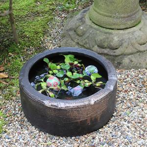 焦げ窯肌切立水鉢　信楽焼　金魚鉢、メダカ鉢にお勧め　陶器　めだか鉢　スイレン鉢　［su-0260］