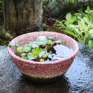 10号紅窯変水鉢 信楽焼 金魚鉢 メダカ鉢にお...の詳細画像1