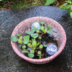 10号紅窯変水鉢 信楽焼 金魚鉢 メダカ鉢にお...の詳細画像2
